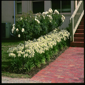 Agapanthus Praecox ssp. Orientalis Getty White African Lily