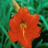 Hemerocallis X Chicago Apache Daylily 1 gal. Container