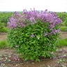 Syringa X Prestoniae Donald Wyman Lilac 6 ft. Height Ball and Burlap