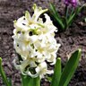 Hyacinthus Bulb Orientalis White Pearl Hyacinth 50 Count Bag