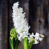 Hyacinthus Bulb Orientalis White Pearl Hyacinth 50 Count Bag