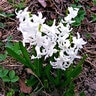Hyacinthus Bulb Orientalis White Pearl Hyacinth 50 Count Bag