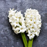 Hyacinthus Bulb Orientalis White Pearl Hyacinth 50 Count Bag