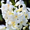 Hyacinthus Bulb Orientalis White Pearl Hyacinth 50 Count Bag
