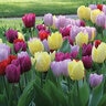 Tulipa Bulb Single Early Prince Mixture Tulip 100 Count Bag
