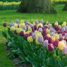 Tulipa Bulb Single Early Prince Mixture Tulip 100 Count Bag