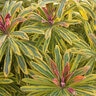 Euphorbia X Martinii Ascot Rainbow Spurge