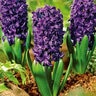 Hyacinthus Bulb Orientalis Aida Hyacinth 50 Count Bag