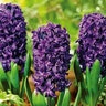 Hyacinthus Bulb Orientalis Aida Hyacinth 50 Count Bag