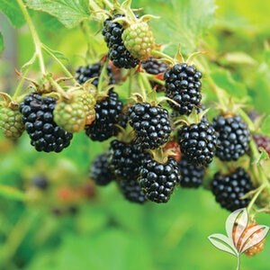 Rubus X Apache Blackberry