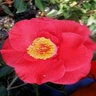 Camellia japonica Gunsmoke Proven Winners Camellia 5 ft. Height Ball and Burlap