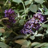 Buddleia X Flutterby Petite Blue Heaven Butterfly Bush
