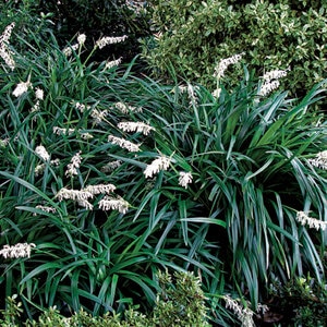 Ophiopogon Jaburan Crystal Falls Mondo Grass