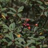 Rhamnus Californicus Little Sur Coffeeberry