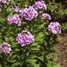 Phlox Paniculata John Fanick Tall Phlox