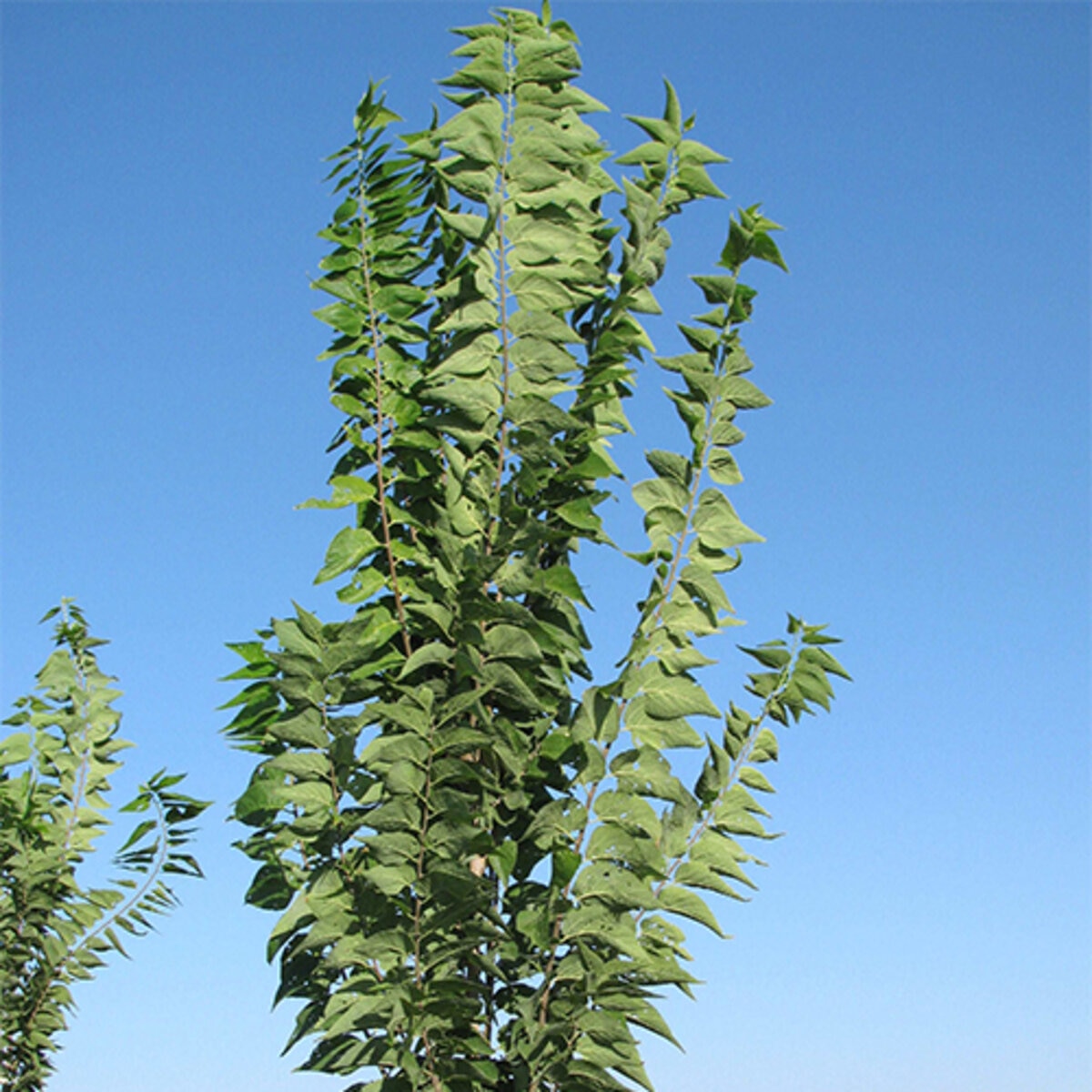Celtis Occidentalis Prairie Sentinel Hackberry | SiteOne US