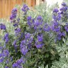 Caryopteris X Clandonensis Blue Mist Bluebeard 2 gal. Container