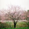 Prunus Cerasifera Cherry Plum 1.5 in. Caliper Ball and Burlap