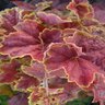Heuchera X Miracle Coral Bells 1 gal. Container