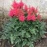 Astilbe X Short 'N Sweet Fireberry Astilbe