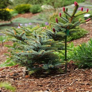 Picea Bicolor Howells Dwarf Tigertail Alcocks Spruce