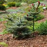Picea Bicolor Howells Dwarf Tigertail Alcocks Spruce