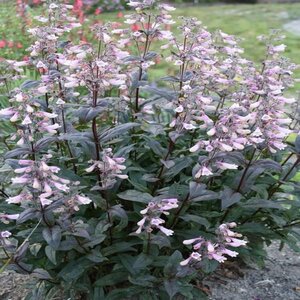 Penstemon Digitalis Dark Towers Foxglove Beardtongue