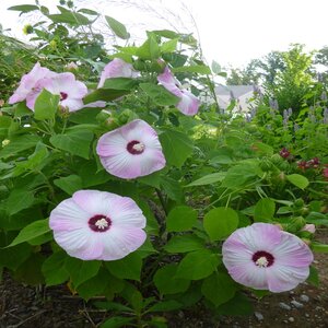 Hibiscus Moscheutos Luna Pink Swirl Rose Mallow
