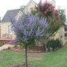Vitex Agnus-Castus Monstrose Purple Chastetree