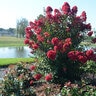 Lagerstroemia X Princess Holly Ann Crape Myrtle
