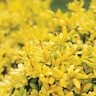 Ilex Crenata Drops of Gold Japanese Holly