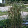 Typha Angustifolia Narrowleaf Cattail