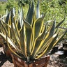 Agave Americana Opal American Aloe