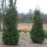 Thuja Occidentalis Full Speed A Hedge American Pillar Arborvitae 12 ft. Height Ball and Burlap