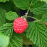 Rubus Idaeus Raspberry Shortcake Raspberry