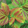 Rubus Idaeus Raspberry Shortcake Raspberry