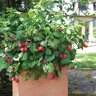 Rubus Idaeus Raspberry Shortcake Raspberry