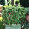 Rubus Idaeus Raspberry Shortcake Raspberry