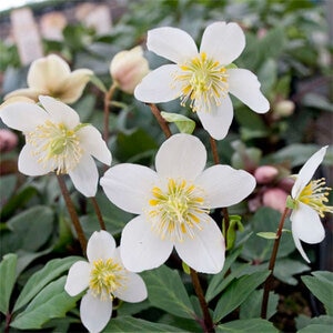 Helleborus Niger Gold Collection Jacob Christmas Rose