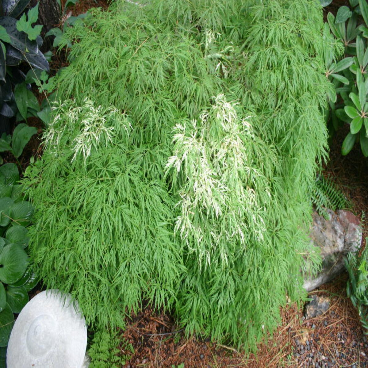 Acer palmatum subsp. matsumurae Toyama Nishiki Japanese Laceleaf Maple ...