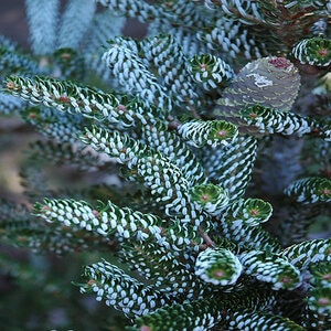 Abies Koreana Horstmann's Silberlocke Korean Fir