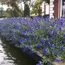 Caryopteris X Clandonensis Sapphire Surf Bluebeard