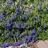 Caryopteris X Clandonensis Sapphire Surf Bluebeard