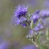 Caryopteris X Clandonensis Sapphire Surf Bluebeard