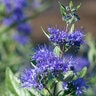 Caryopteris X Clandonensis Sapphire Surf Bluebeard