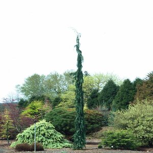 Callitropsis (Chamaecyparis) Nootkatensis Van Den Akker Alaskan Cedar