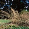 Andropogon Gerardii Big Bluestem 1 gal. Container