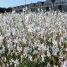 Gaura Lindheimeri Walsnofou Snow Fountain Gaura