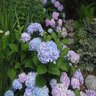 Hydrangea Macrophylla Monmar Blue Enchantress Big Leaf Hydrangea 3 gal. Container
