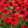 Echinacea x Sombrero Salsa Red Proven Winners Coneflower
